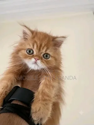 Female Purebred Persian Kitten (1-3 Months)