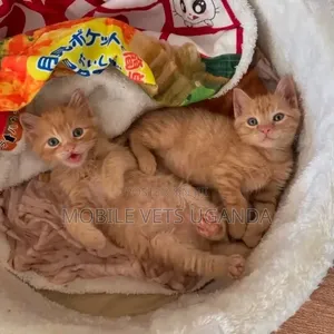 1-3 Month Male Purebred American Bobtail Kitten