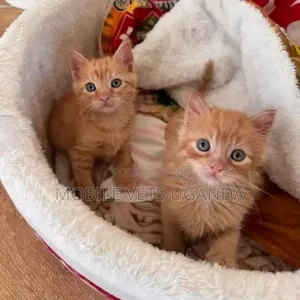 Male Purebred Bombay Kitten, 1-3 Months Old