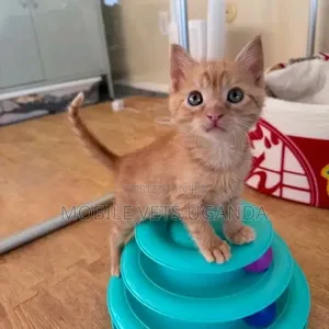 Female American Bobtail Kitten (0-1 Month)