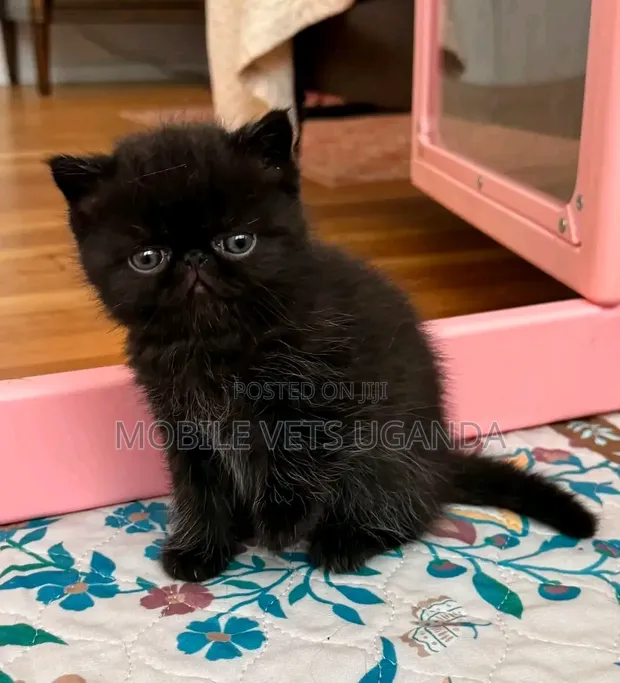 Female Purebred Persian Kitten (1-3 Months) - 1