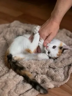 Female Purebred Balinese Kitten (1-3 Months)