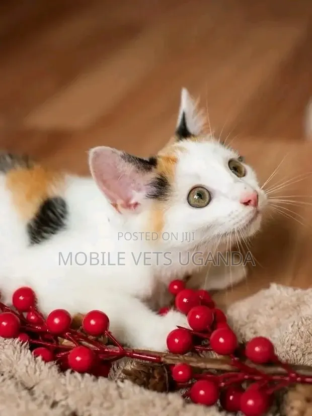 1-3 Month Female Purebred American Bobtail Kitten - 1