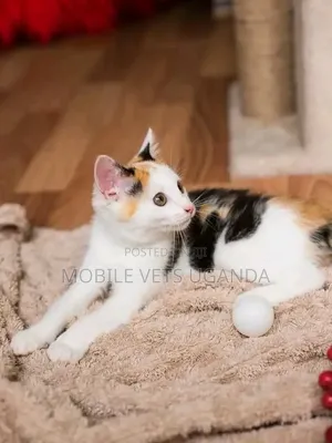 Purebred Manx Kitten - 0-1 Month Old