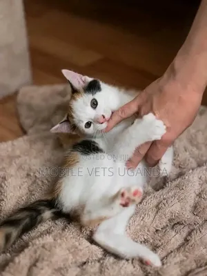 Purebred Bombay Kitten - 0-1 Month Male