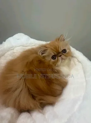 Purebred Persian Kitten - 1-3 Months Male