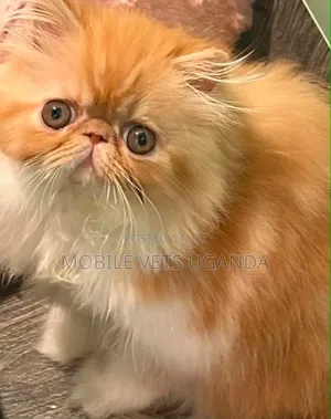 Purebred Persian Kitten - 1-3 Months Old, Male