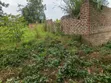 0.5 Acres Land for Sale in Kasamba, Bugaaki, Kyenjojo District - 4