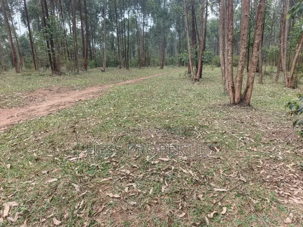 240 Acres Farmland for Sale in Kyenjojo-Rwetengye - 1