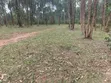 240 Acres Farmland for Sale in Kyenjojo-Rwetengye - 1