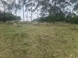 240 Acres Farmland for Sale in Kyenjojo-Rwetengye - 4
