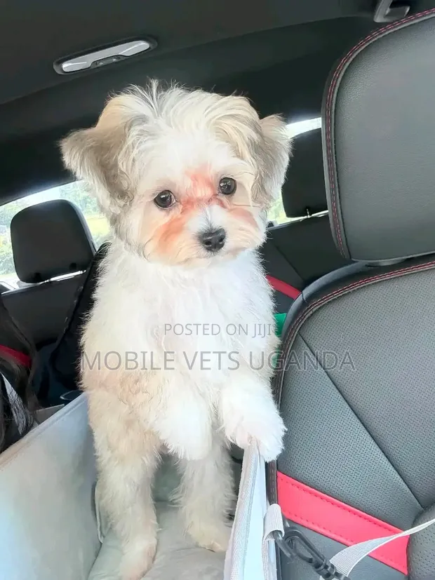 Purebred Maltese Puppy - 1-3 Months Old - 1