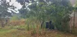 Bamba Kitagobya: 3 Units, Income Generating, Mailo Land - 2