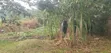 Bamba Kitagobya: 3 Units, Income Generating, Mailo Land - 4