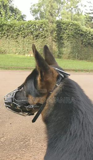 Dog Working and Rehabilitation Services