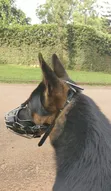 Dog Working and Rehabilitation Services - 1
