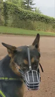 Dog Working and Rehabilitation Services - 2