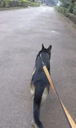 Dog Working and Rehabilitation Services - 3