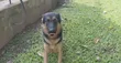 Dog Working and Rehabilitation Services - 4