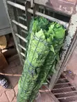 Artificial Fence Plants - Quick Delivery & Installation - 1