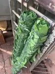 Artificial Fence Plants - Quick Delivery & Installation - 2
