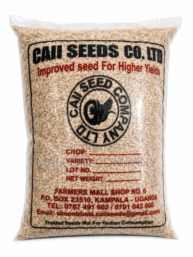 Super Upland Rice Seeds - 1kg - 1