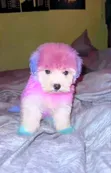 Dog Grooming Services by Dogs Empire Ug - 1