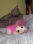 Dog Grooming Services by Dogs Empire Ug - 2