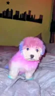 Dog Grooming Services by Dogs Empire Ug - 3