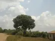 6 Acres of Land for Sale in Katikamu, Bombo - 2