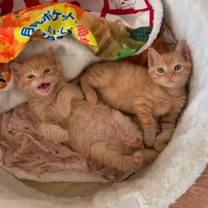 Purebred Abyssinian Kitten - 1-3 Months Old