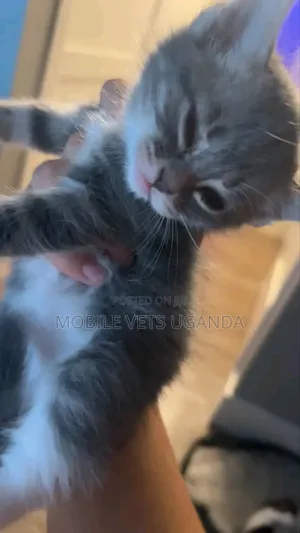 Female Nebelung Kitten (0-1 Month)