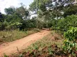 14 Acres in Kikyusa, Luwero District - 2