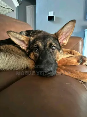 3-6 Month Male Purebred German Shepherd