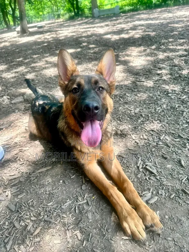 Female Purebred German Shepherd Puppy (1-3 Months) - 1