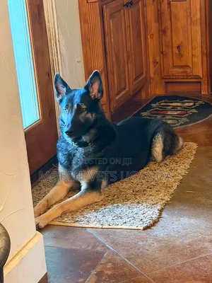 Female Purebred German Shepherd, 6-12 Months