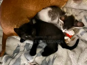 Purebred Bombay Kitten - 0-1 Month Male