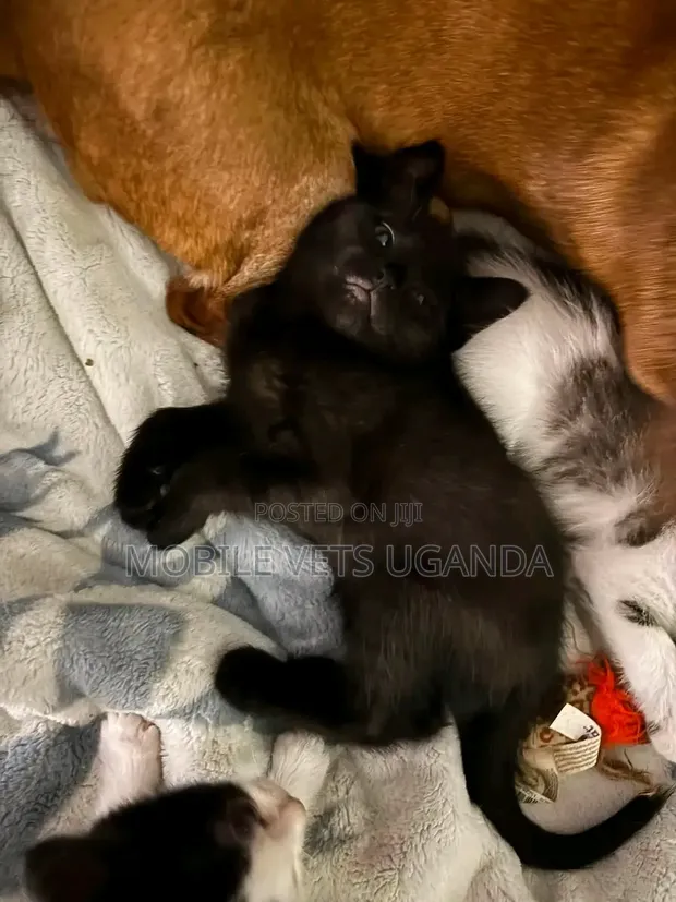 1-3 Months Male Purebred Balinese Kitten - 1