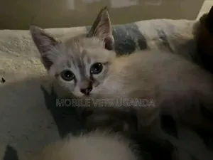 1-3 Month Male Purebred Burmilla Kitten