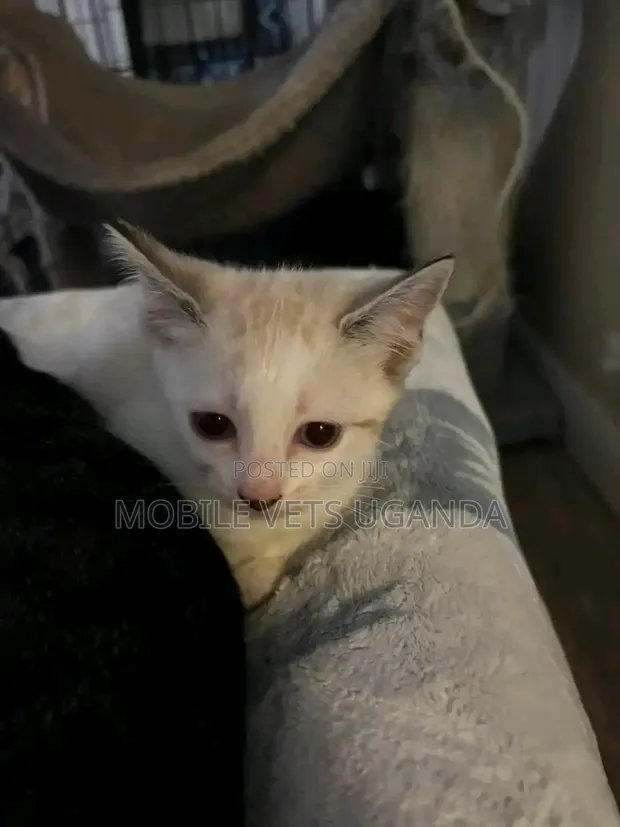 0-1 Month Male Purebred American Bobtail Kitten - 1