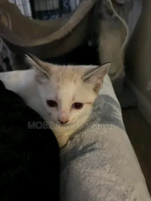 0-1 Month Male Purebred American Bobtail Kitten