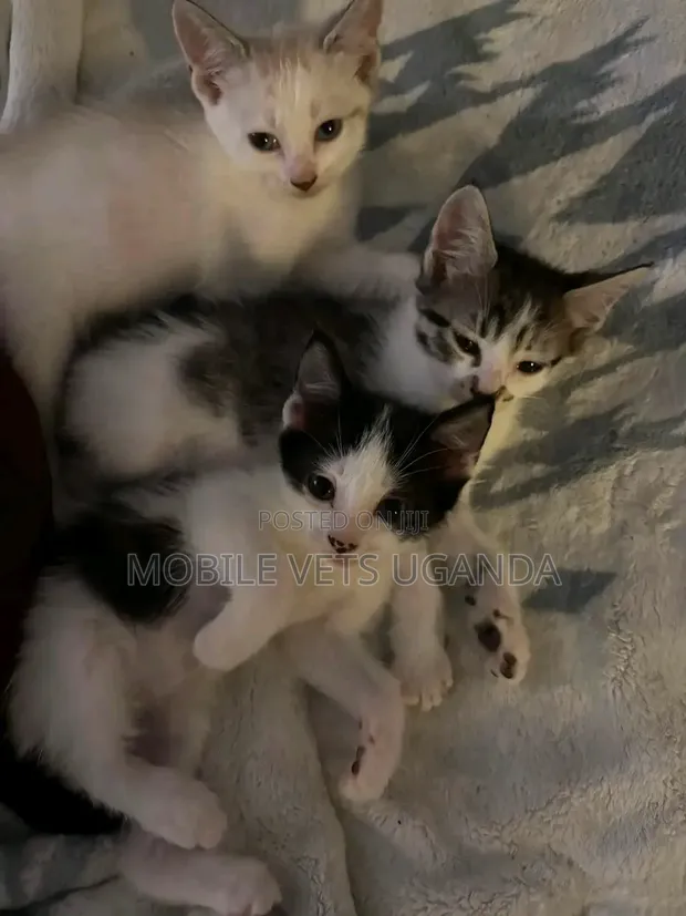 Female Exotic Kitten, 0-1 Month - 1