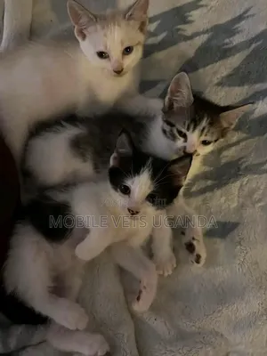 Female Exotic Kitten, 0-1 Month