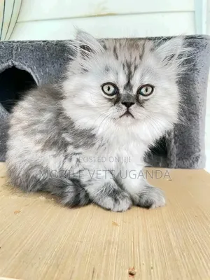 Female Purebred Korat Kitten, 1-3 Months Old