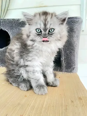 Female Purebred American Bobtail Kitten (1-3 Months)