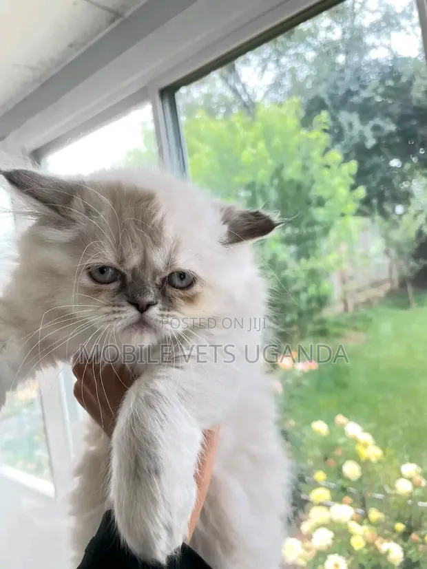 Purebred Persian Kitten - 1-3 Months Male - 1