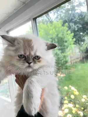 Purebred Persian Kitten - 1-3 Months Male