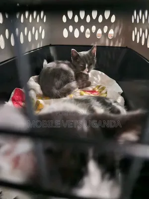 Female Purebred Bombay Kitten (0-1 Month)