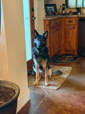 1-3 Month Male Purebred German Shepherd Puppy