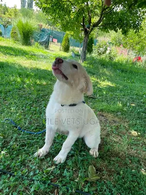 1-3 Month Old Male Purebred Japanese Spitz Puppy
